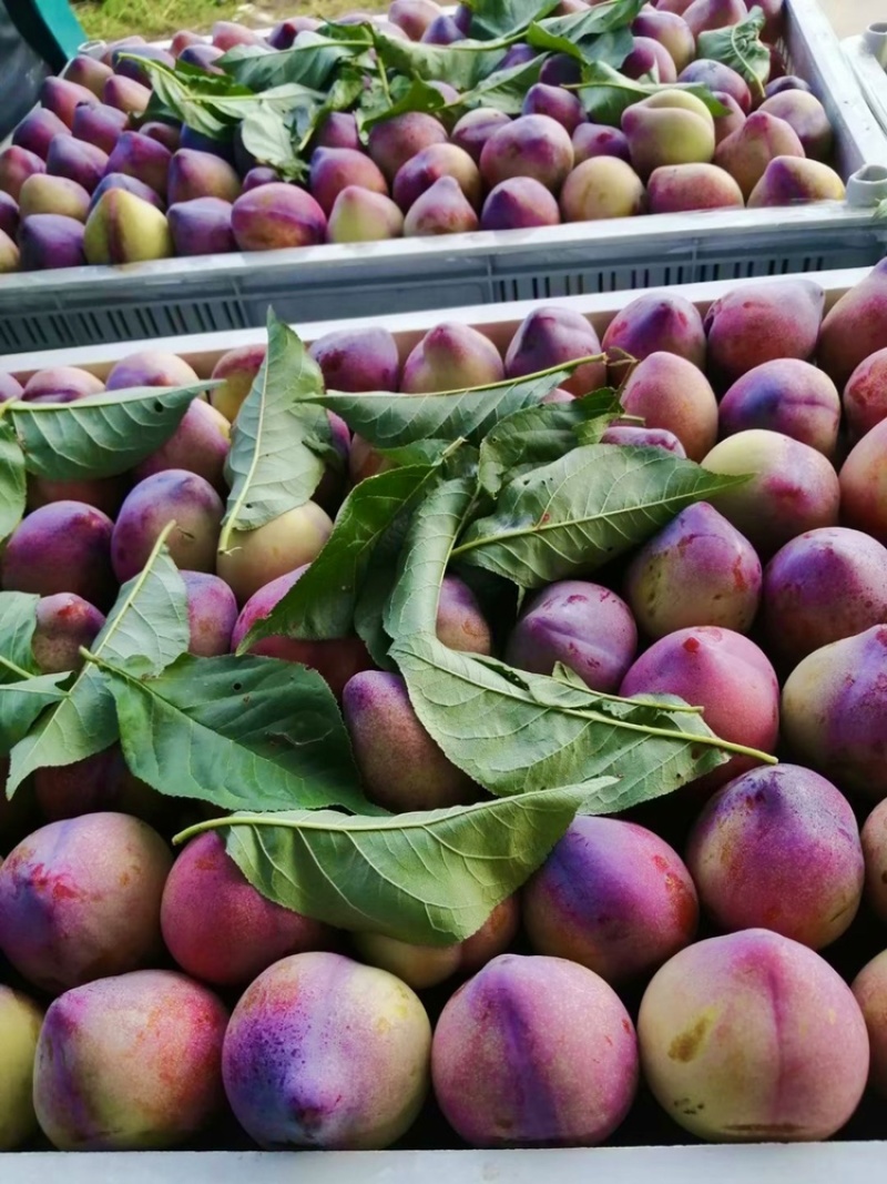 吉林辽源东丰县李子 3