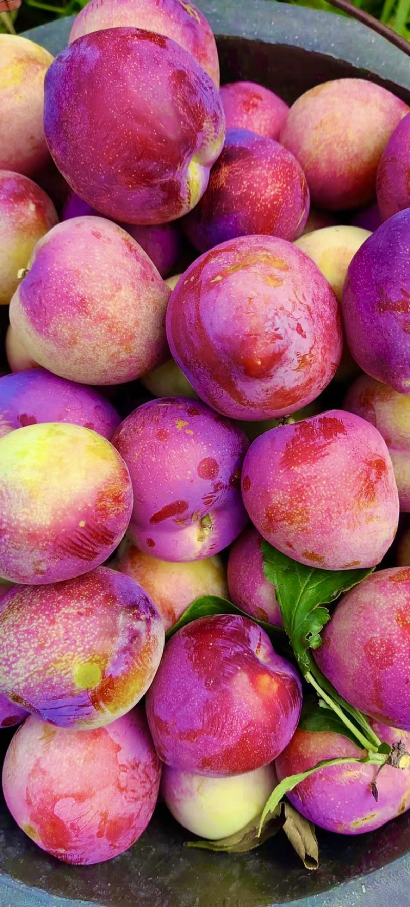 吉林辽源东丰县李子 3