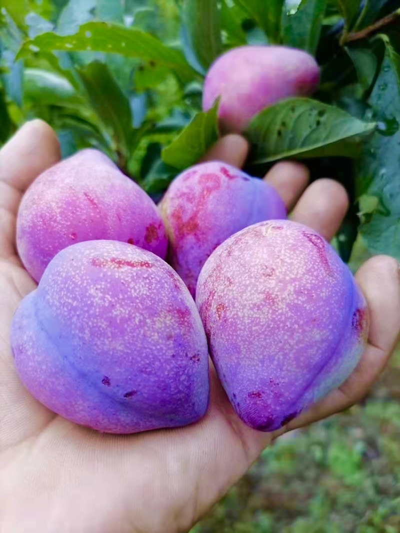 吉林辽源东丰县李子 3