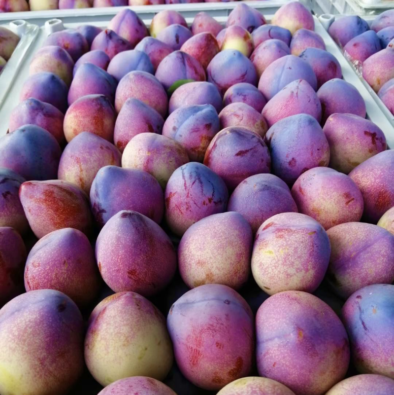 吉林辽源东丰县李子 3