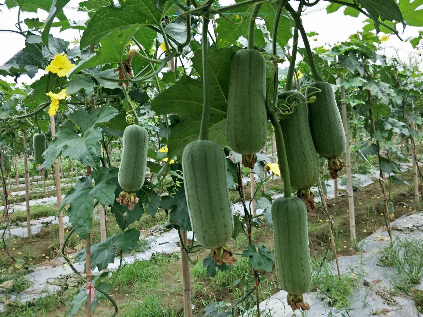 白玉丝瓜丰收场景