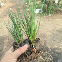 葱兰多年生葱兰爆杯葱兰白花葱兰