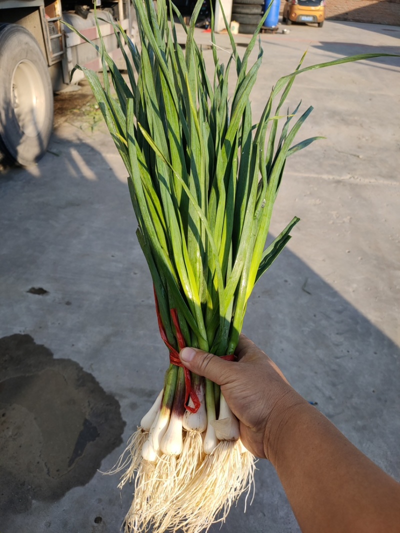 吉林东北一点红蒜苗大量上市,热销,热卖中