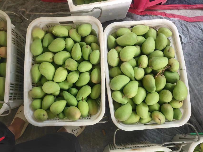 小台农芒果蒂部位特写