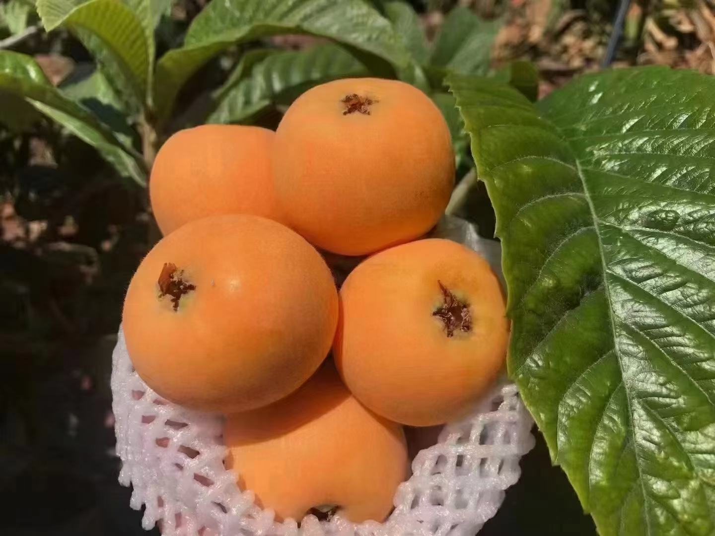 石棉黄果柑酒成品展示