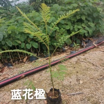 蓝花楹蓝花楹小苗
