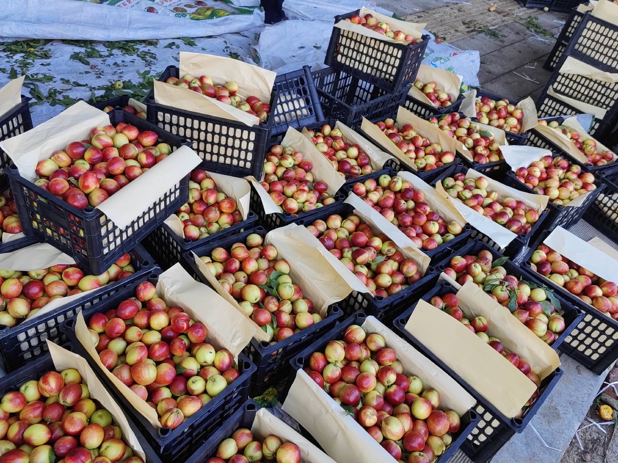 市场中的小油桃摊位