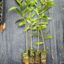 马占相思