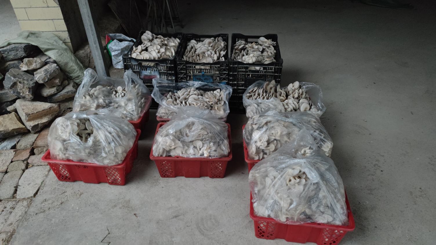 鲜平菇与老蘑菇对比图