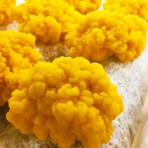 金耳菌