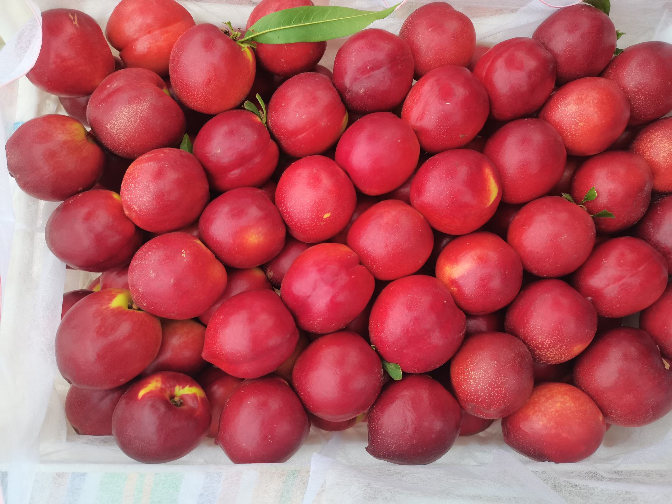 中油八号油桃与其他品种对比展示图