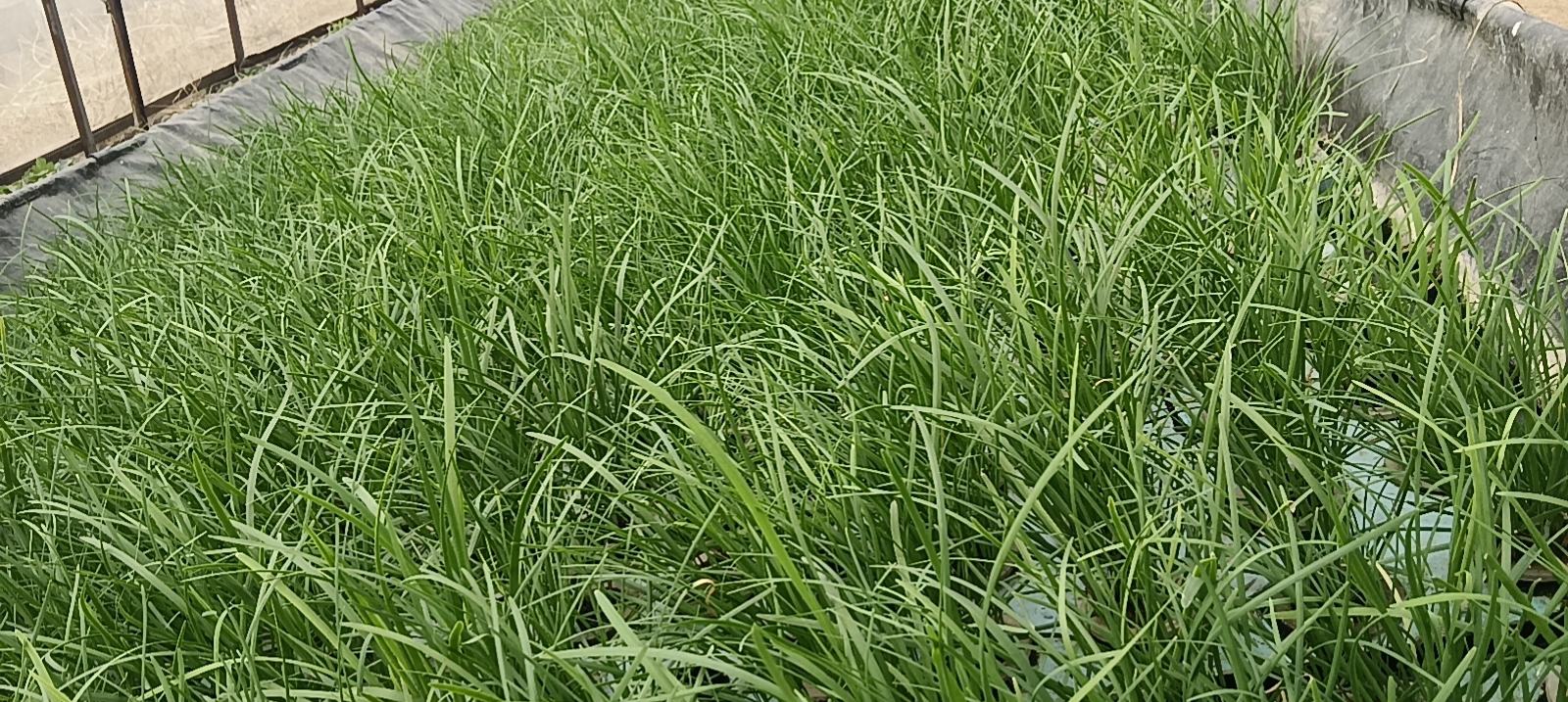 新鲜翠绿的韭菜植株特写