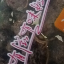 无子刺梨