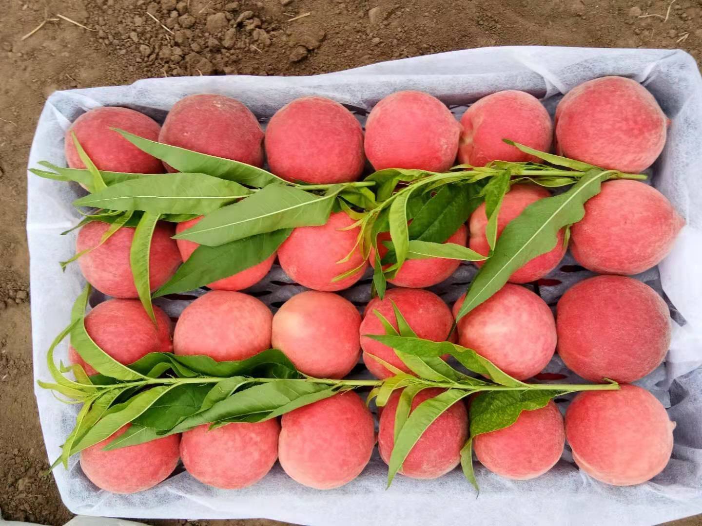 超市货架上摆放着包装精美的突围桃礼盒，旁边配有价格标签和产地信息，顾客正在挑选购买