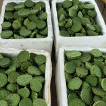 浙江省新鲜水果莲蓬太空莲蓬嫩莲蓬大量上市新品上市供应