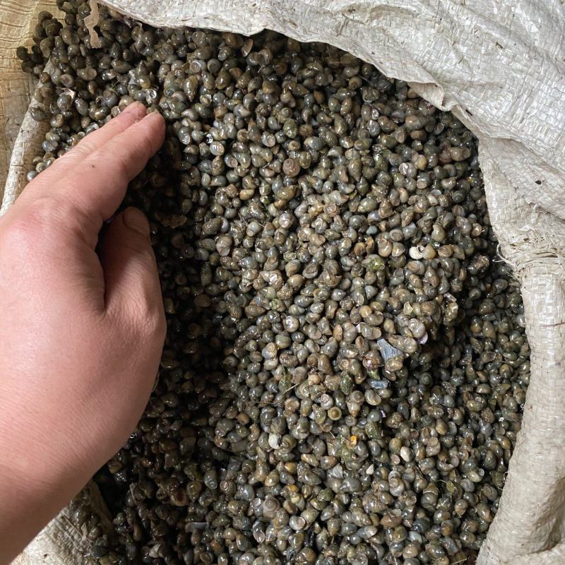 米螺,籽螺,淡水螺,田螺,饲料,开口料,鲜活饲料