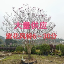 紫花风铃6～30分