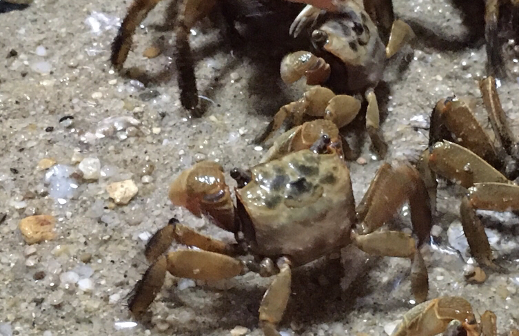 寄居蟹在啃食水果