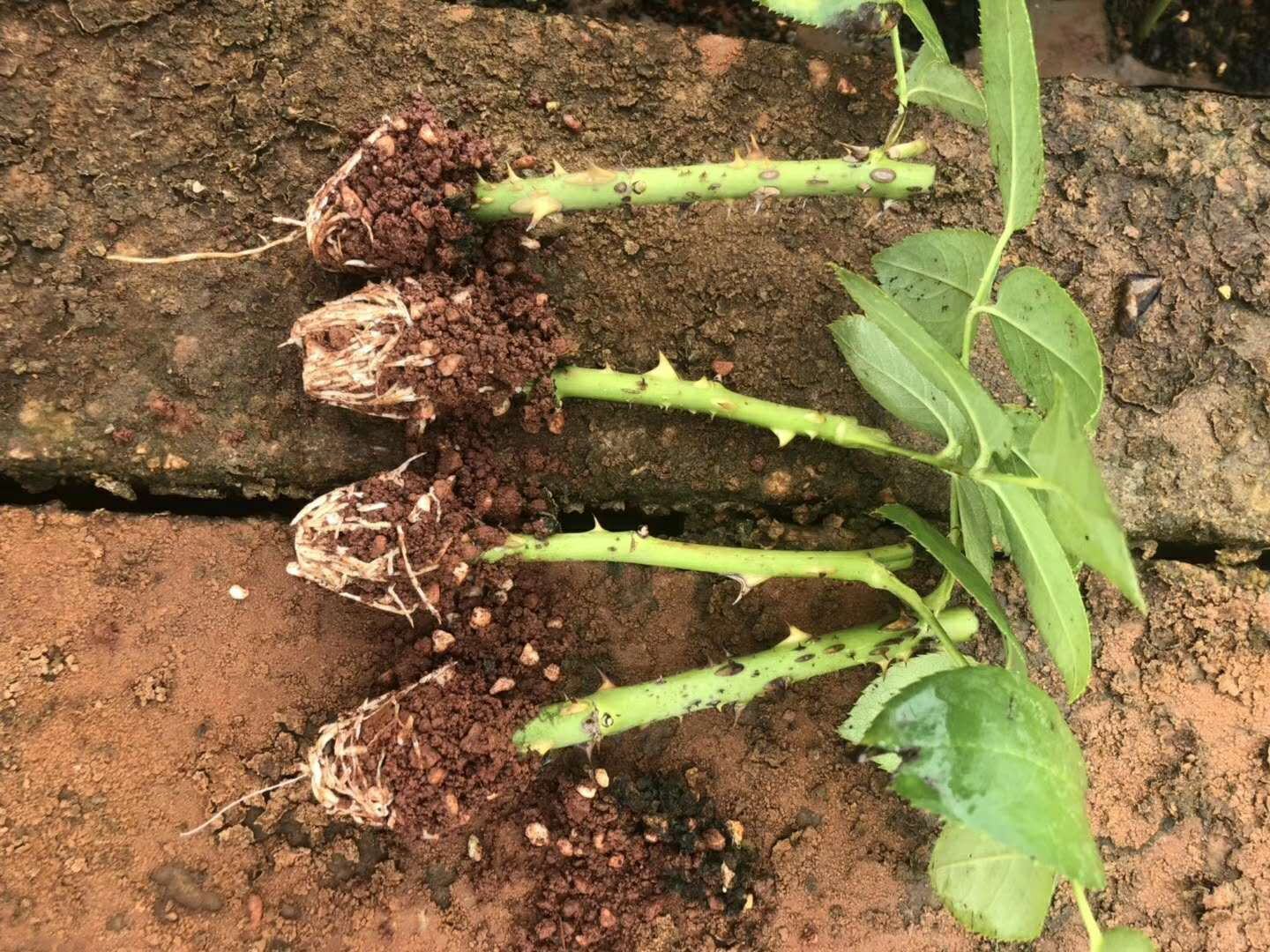 大花月季盆栽管理图