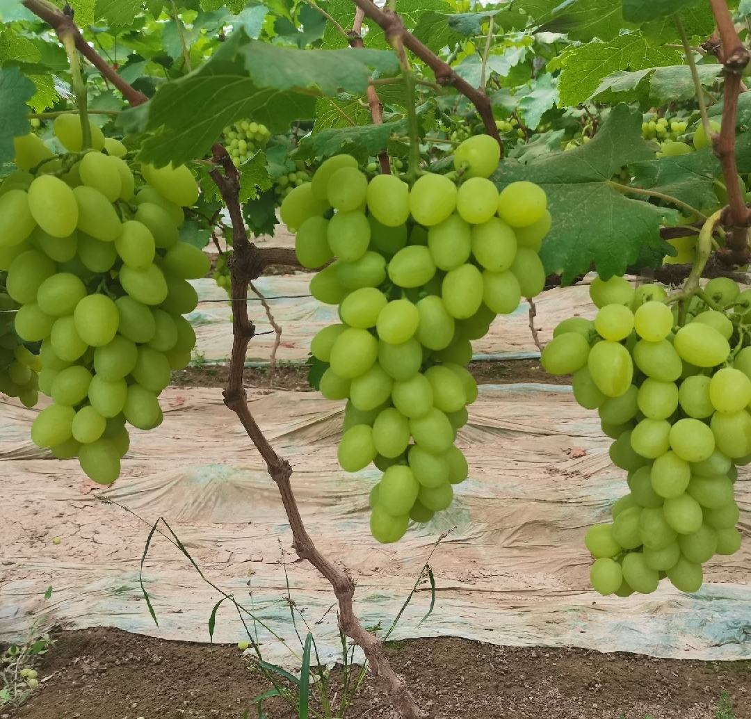 果农采摘无籽青提特写