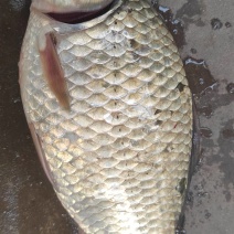 鲫鱼