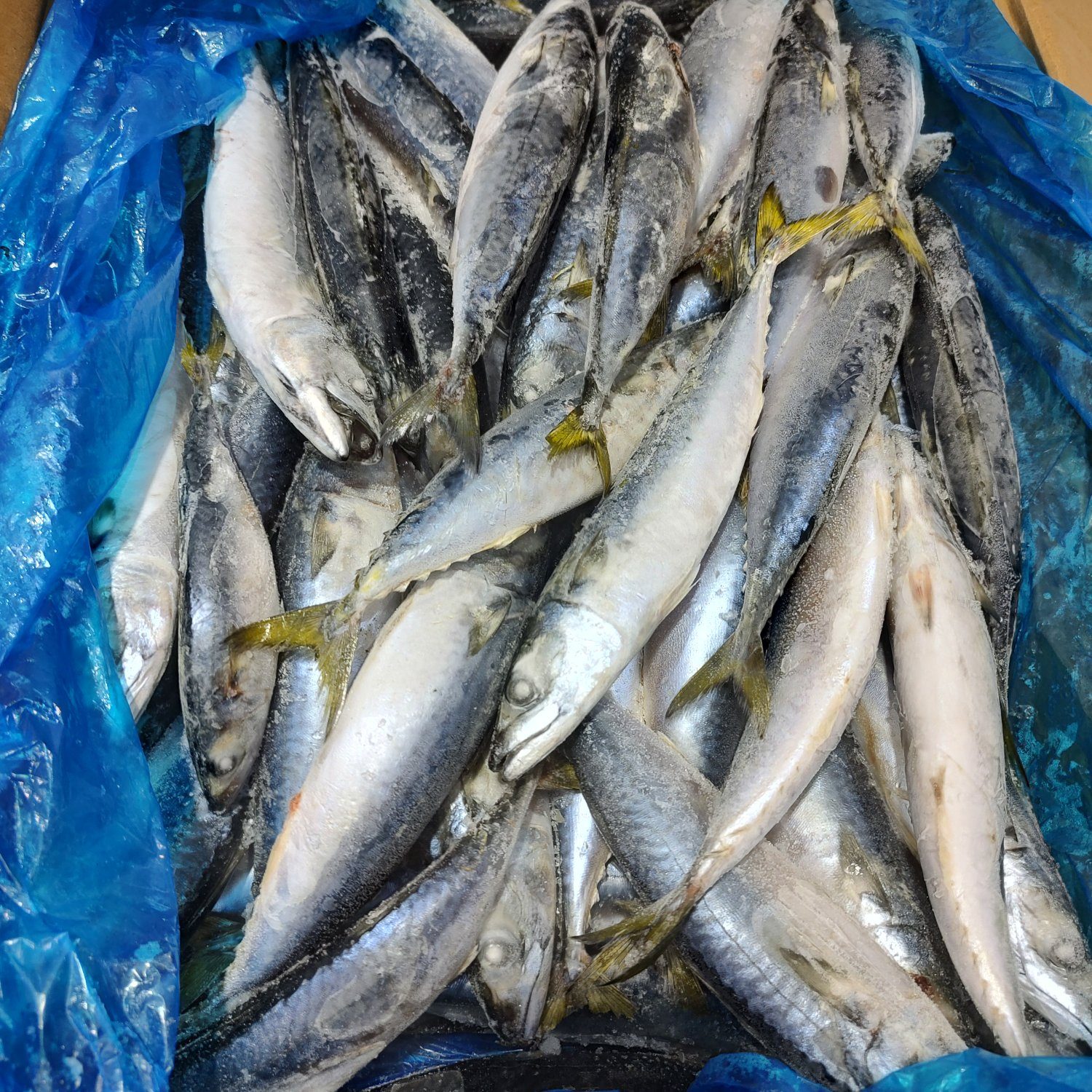 [鲐鲅鱼批发]广西北海海城区鲅鱼 125.00元/件花池，也称青 _ 一亩田