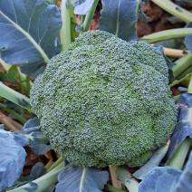 耐寒优秀西兰花苗耐热炎秀西蓝花苗寿光批发质量好
