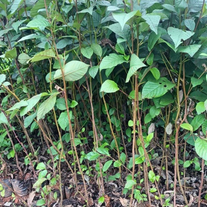 宜良县桤木产地行情