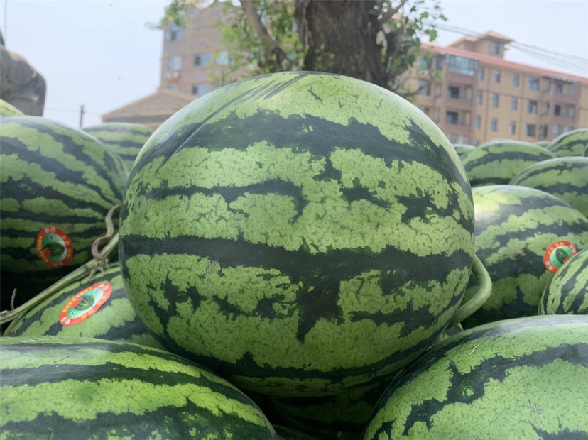 甜王西瓜与卡亚塔并置对比场景