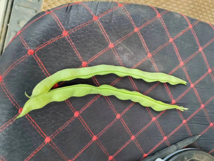 青毛豆盐渍罐装