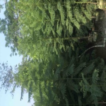 供应优质苗木：蓝花楹