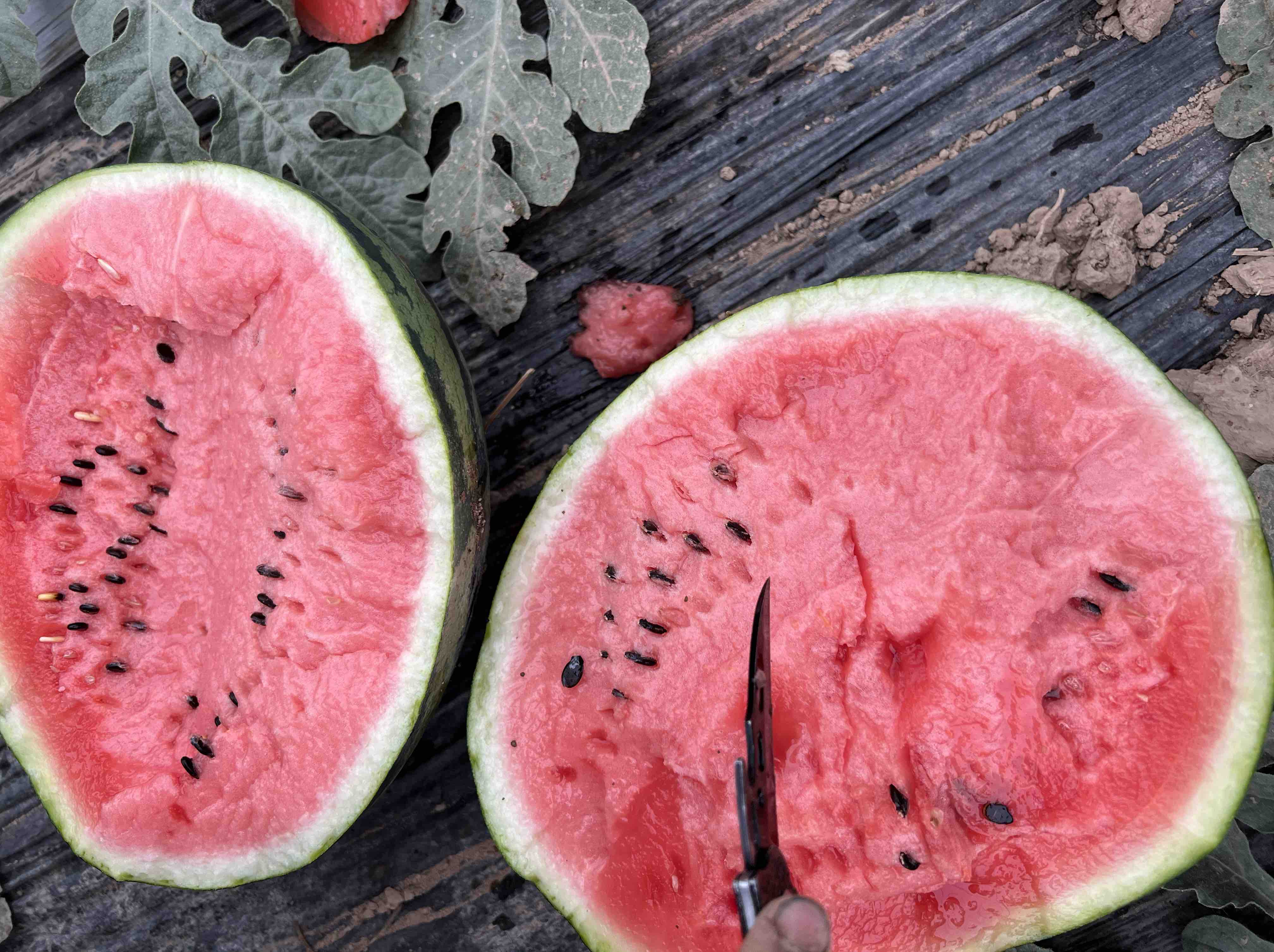 切开的甜王西瓜特写