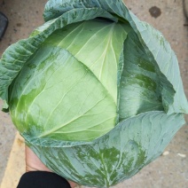河南扁包菜奥奇那大量上市，超低价走车，可供电商和市场