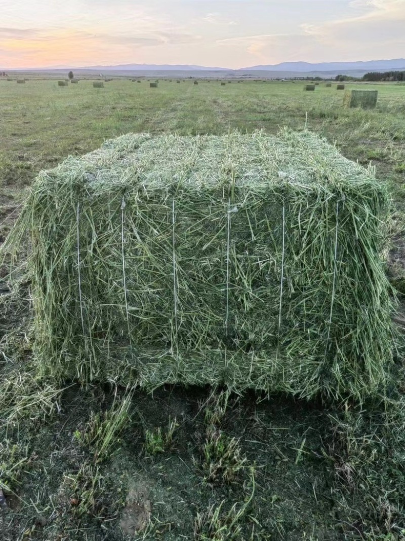 新疆苜蓿草图片