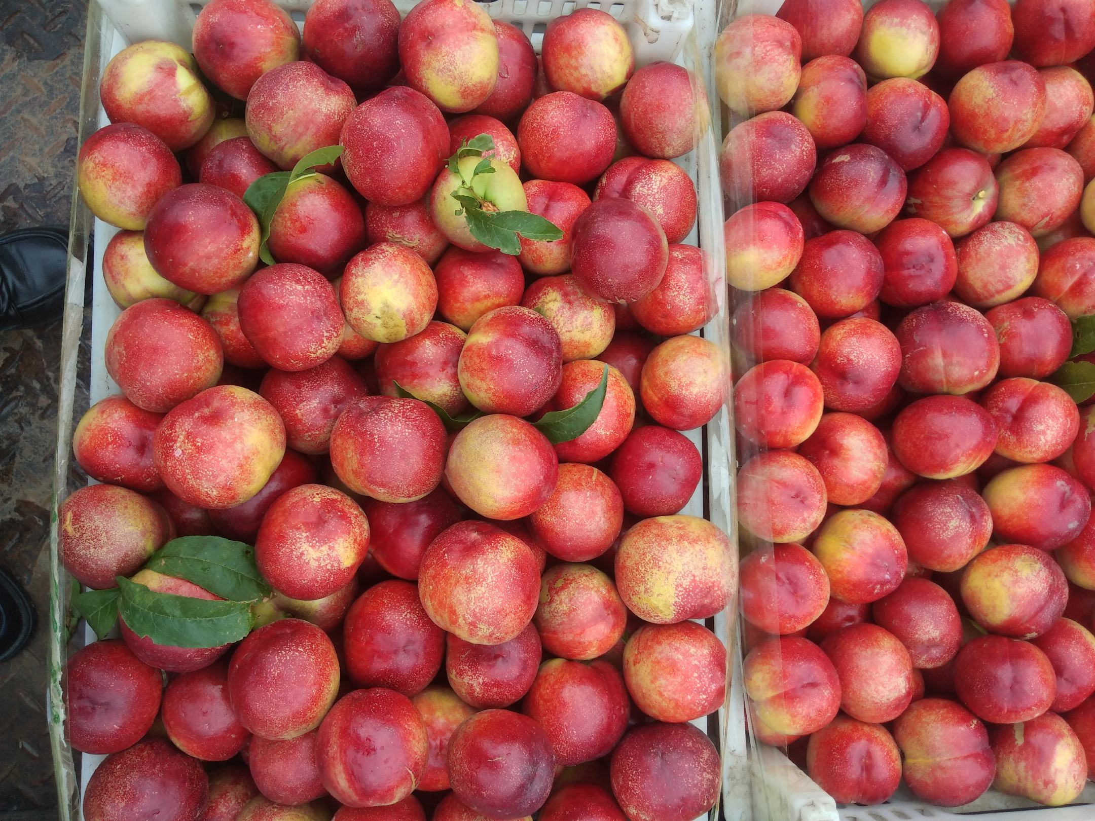 中油金铭油桃果园采摘实景