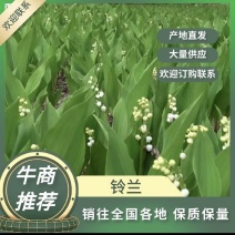 铃兰种球，盆栽新货，现货供应独杆去叶子！铃兰，产地直销