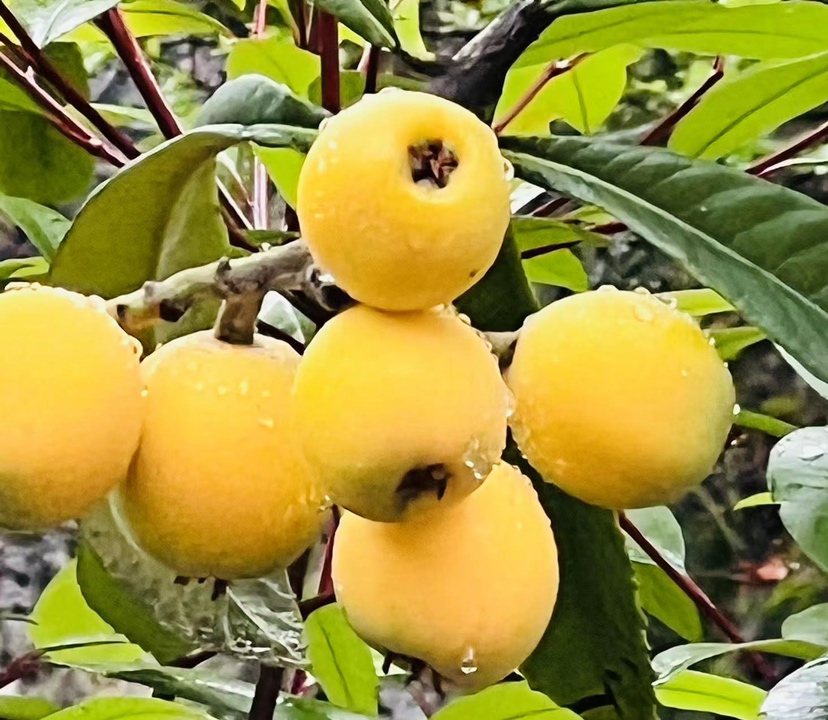 制作完成的脆枣汁成品