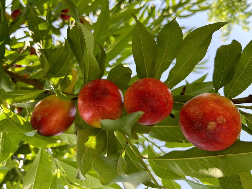 果园中的518油桃挂果实景图