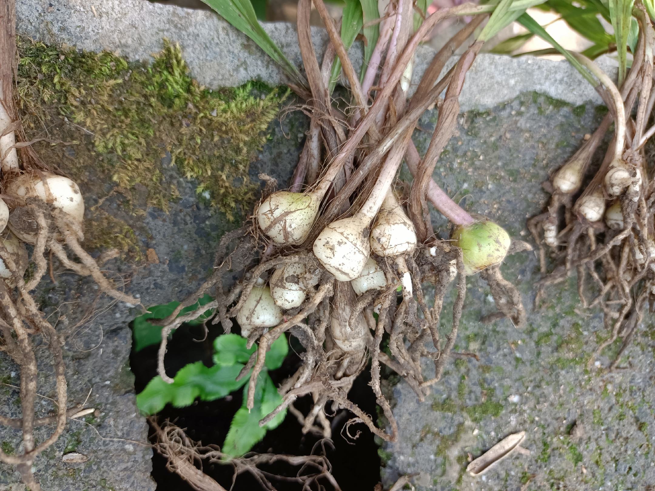 党参药材与种植场景