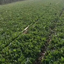香河产地常年直供精品大叶菠菜