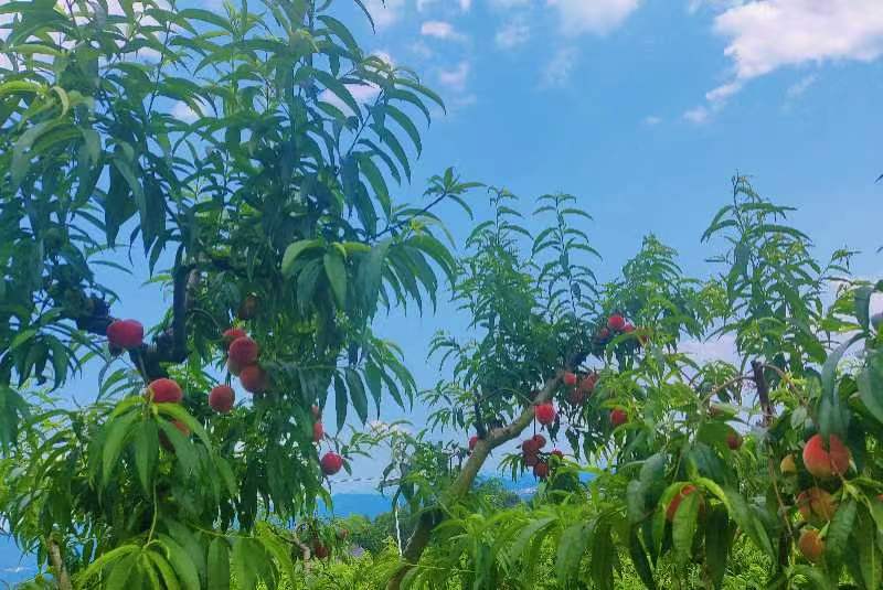 茂县高原生态李子种植基地