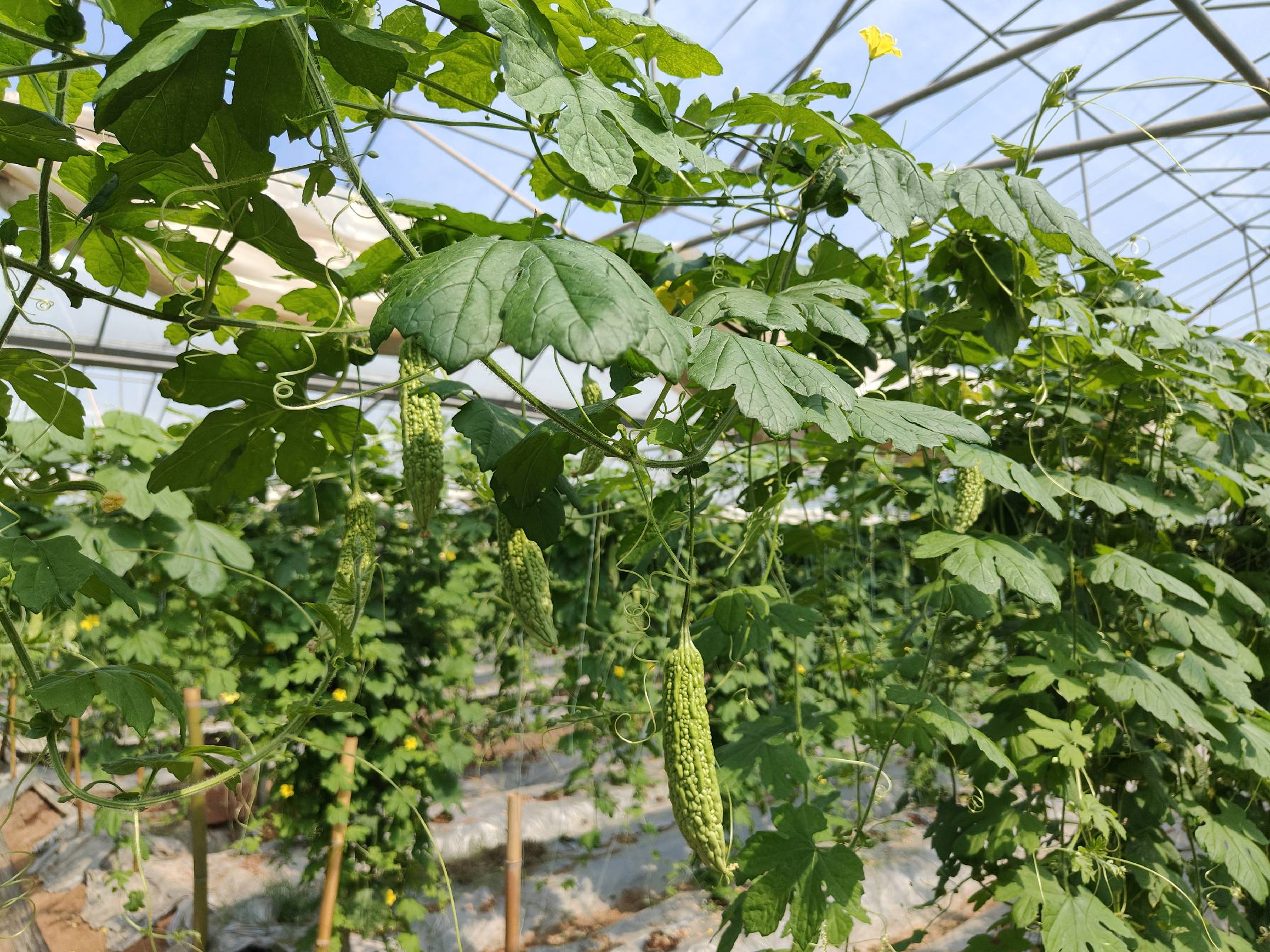健康的苦瓜植株结出大量果实,绿意盎然,长势喜人 苦瓜丰收图