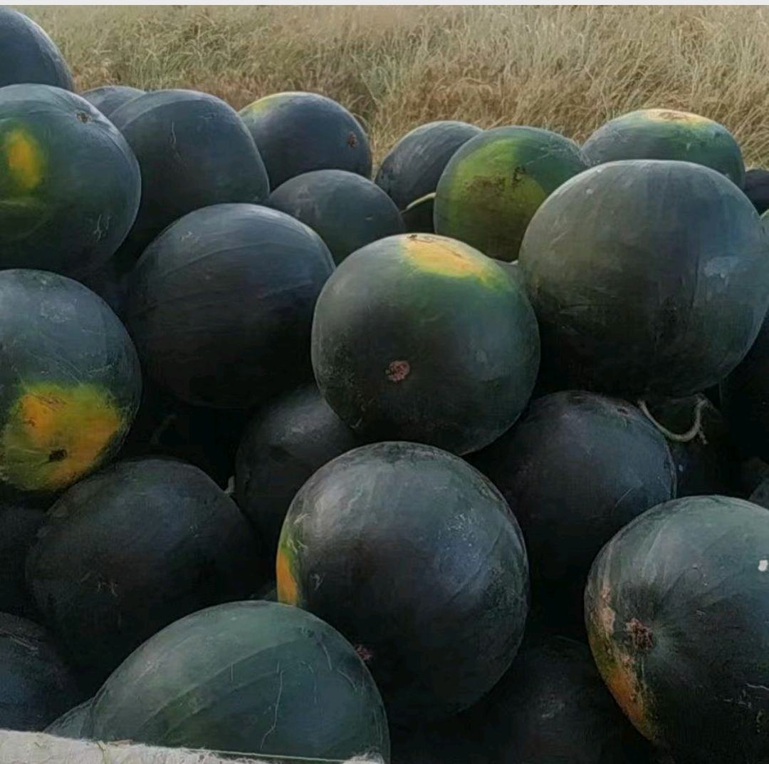 西瓜青皮病典型症状特写