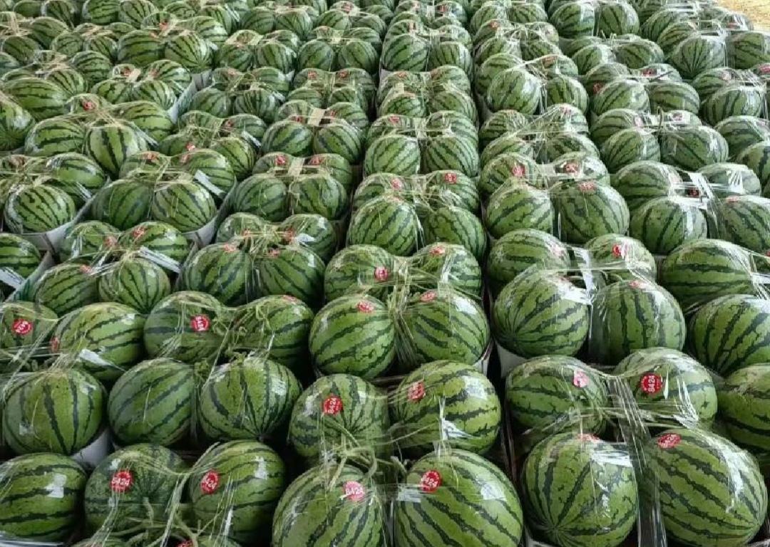 早佳8424西瓜在超市货架上整齐摆放,标签清晰,吸引消费者 早佳8424西瓜在超市货架上的展示