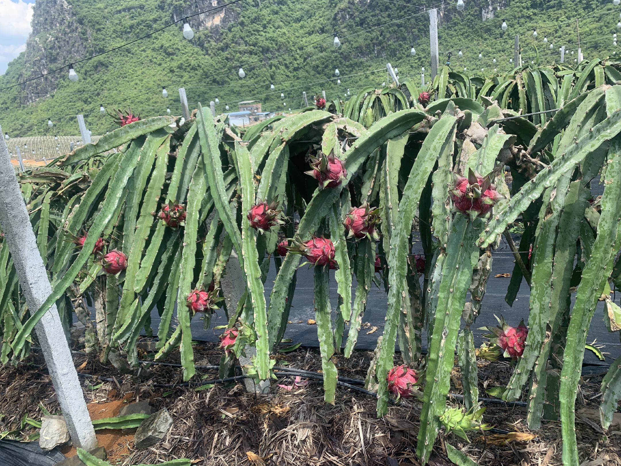 火龙果园中的支撑架结构