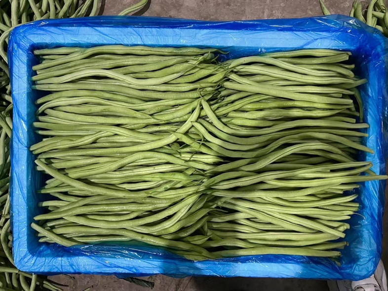 无筋豆产品展示