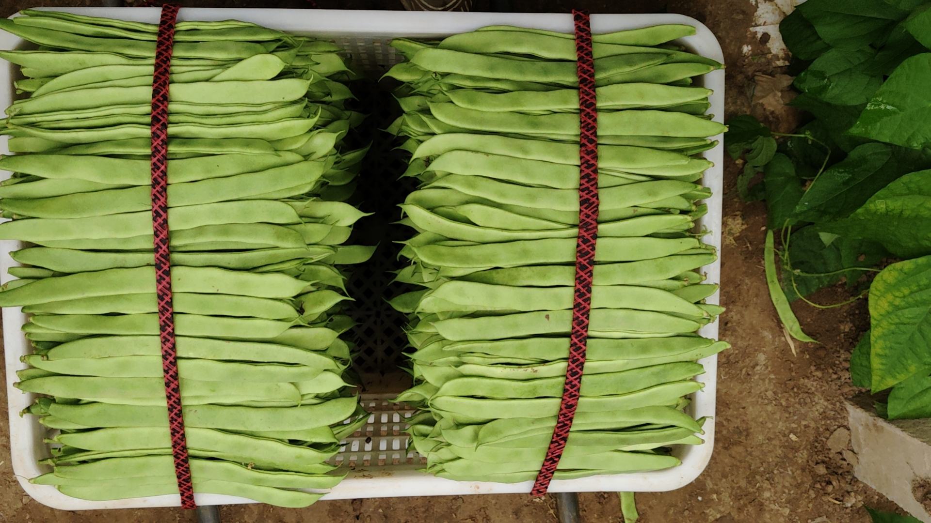 市场摊位上摆放着新鲜采摘的白扁豆,颜色洁白,豆荚整齐,吸引消费者选购 新鲜白扁豆在市场销售