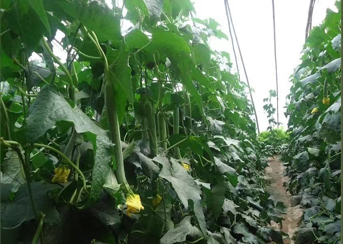 木瓜壳寡糖在农业中的应用