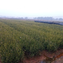 嫁接油茶