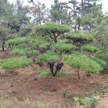 造型黑松景观松基地